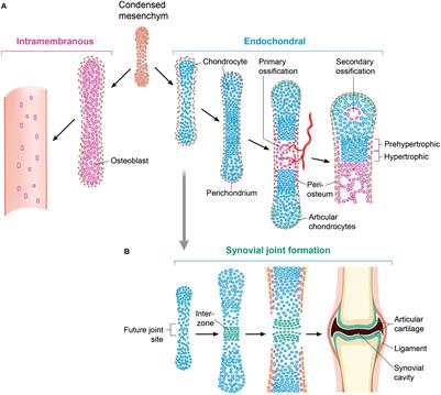 Wnt Pathway in Bone Repair and Regeneration – What Do We Know So Far